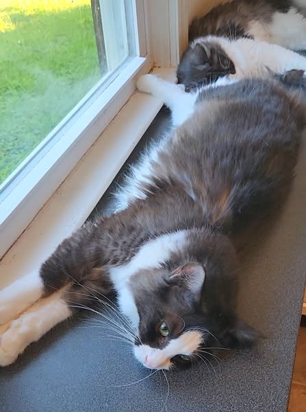 Birman Babies